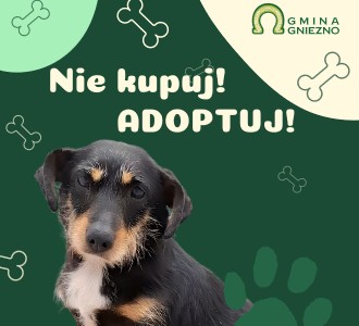 adopcja-psow