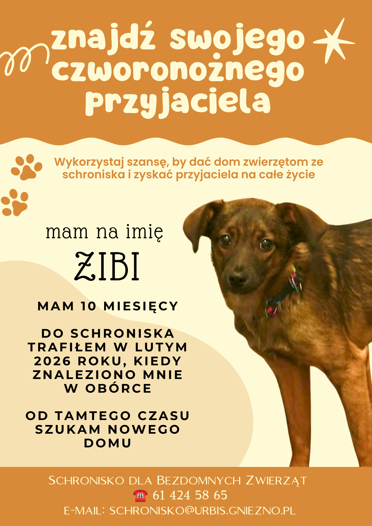 zibi